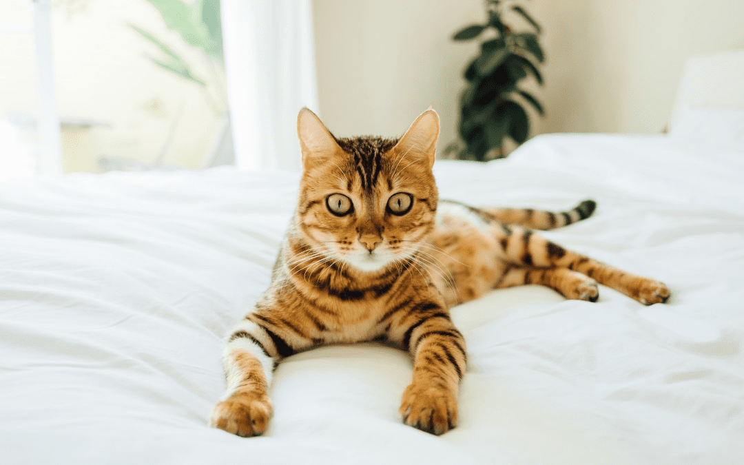 Answers to Common Cat Questions