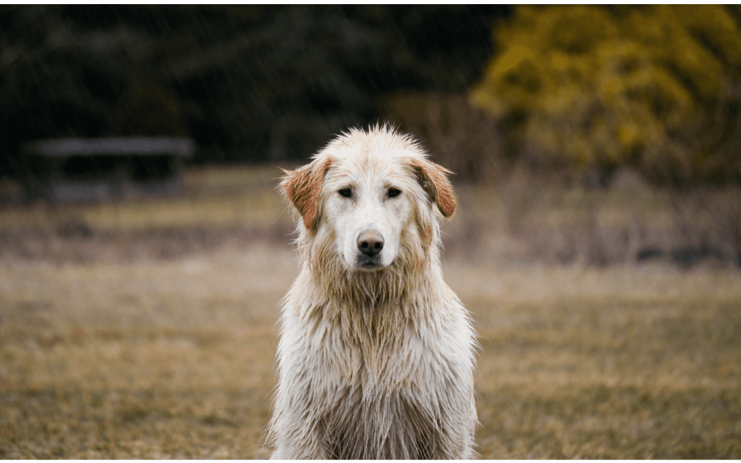 The Importance of a Pet Disaster Plan