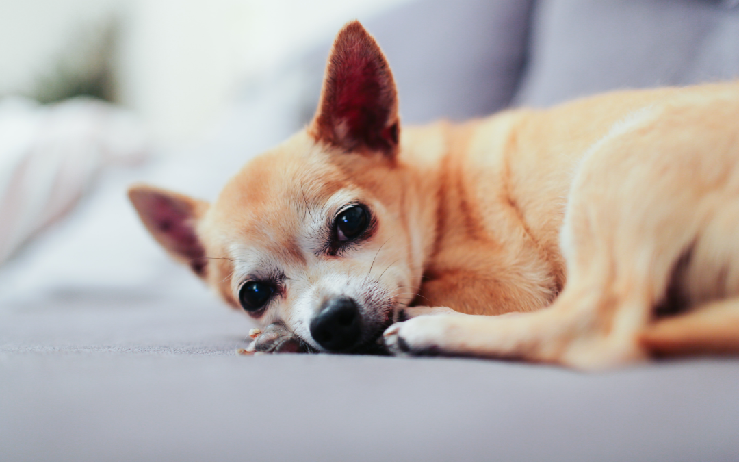 What You Need to Know about Cancer in Pets