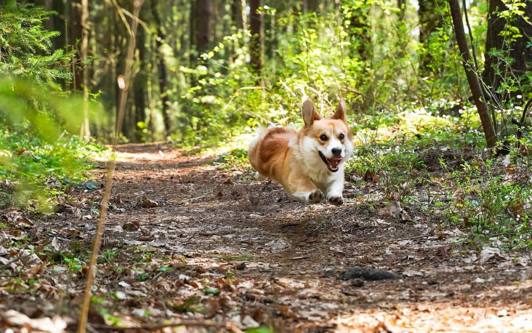 Action shot of a Corgi running through the woods
