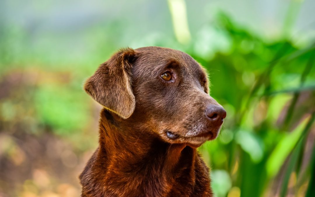 Help Your Senior Pet Remain Mobile With These Tips