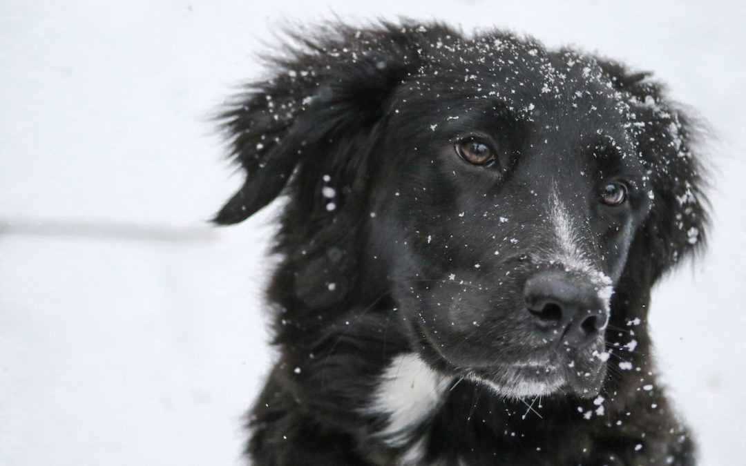 Six Simple Ways to Treat Your Pet’s Dry Winter Skin