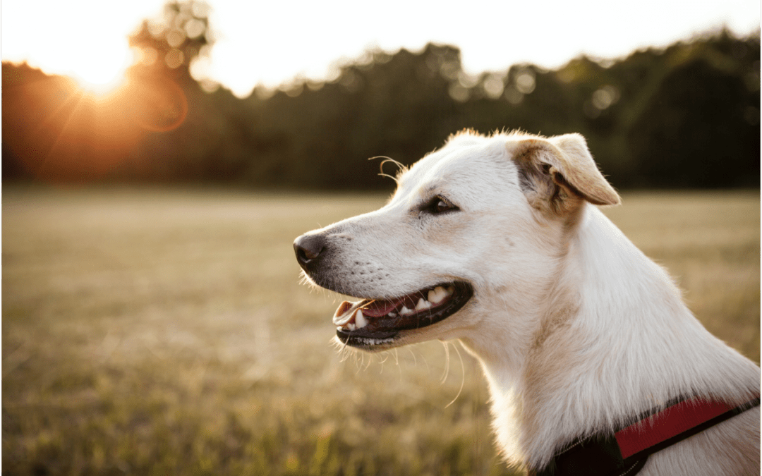 The Importance of Heartworm Prevention