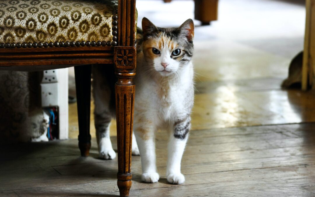 The Ultimate Guide to Welcoming a New Cat into Your Home