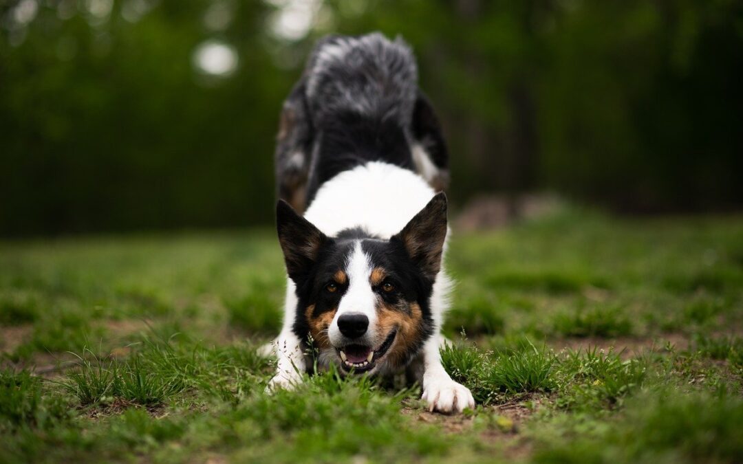 Understanding Lyme Disease in Dogs: Diagnosis, Treatment, and Support