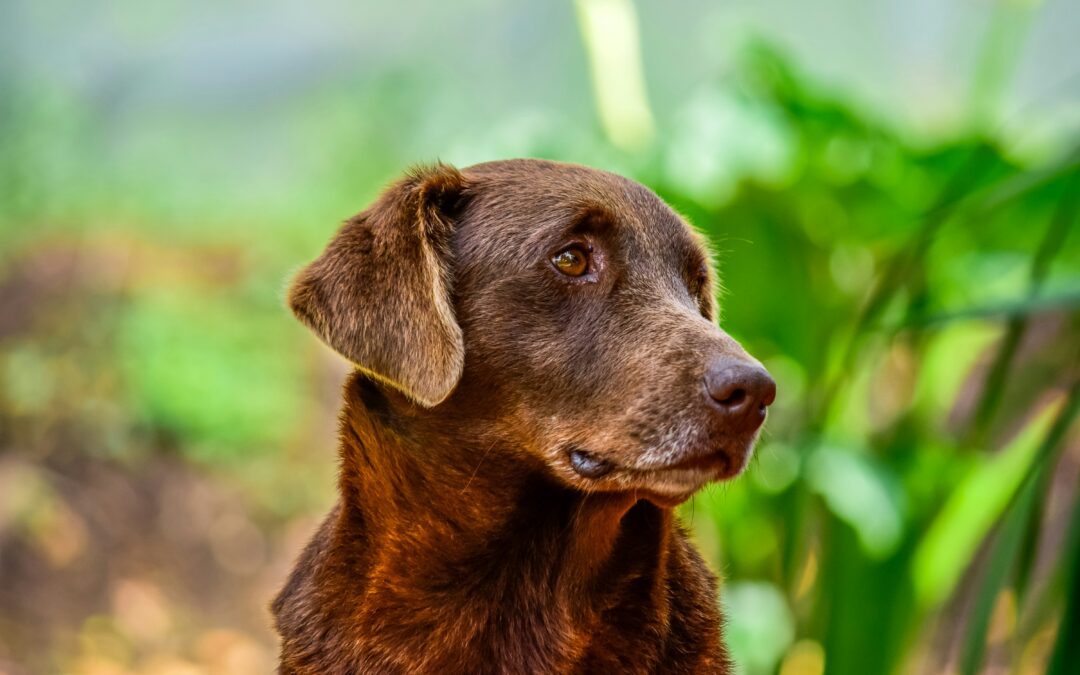 Brown dog outside looking off to the distance