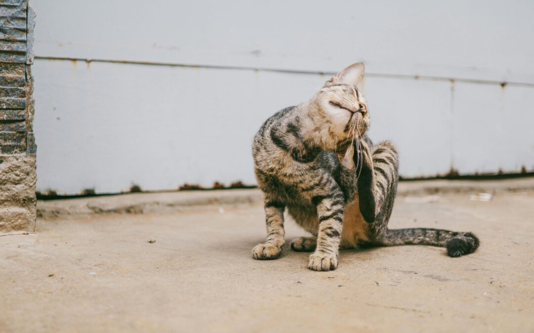 Protect Your Pet from Spring Parasites: Fleas, Ticks & More