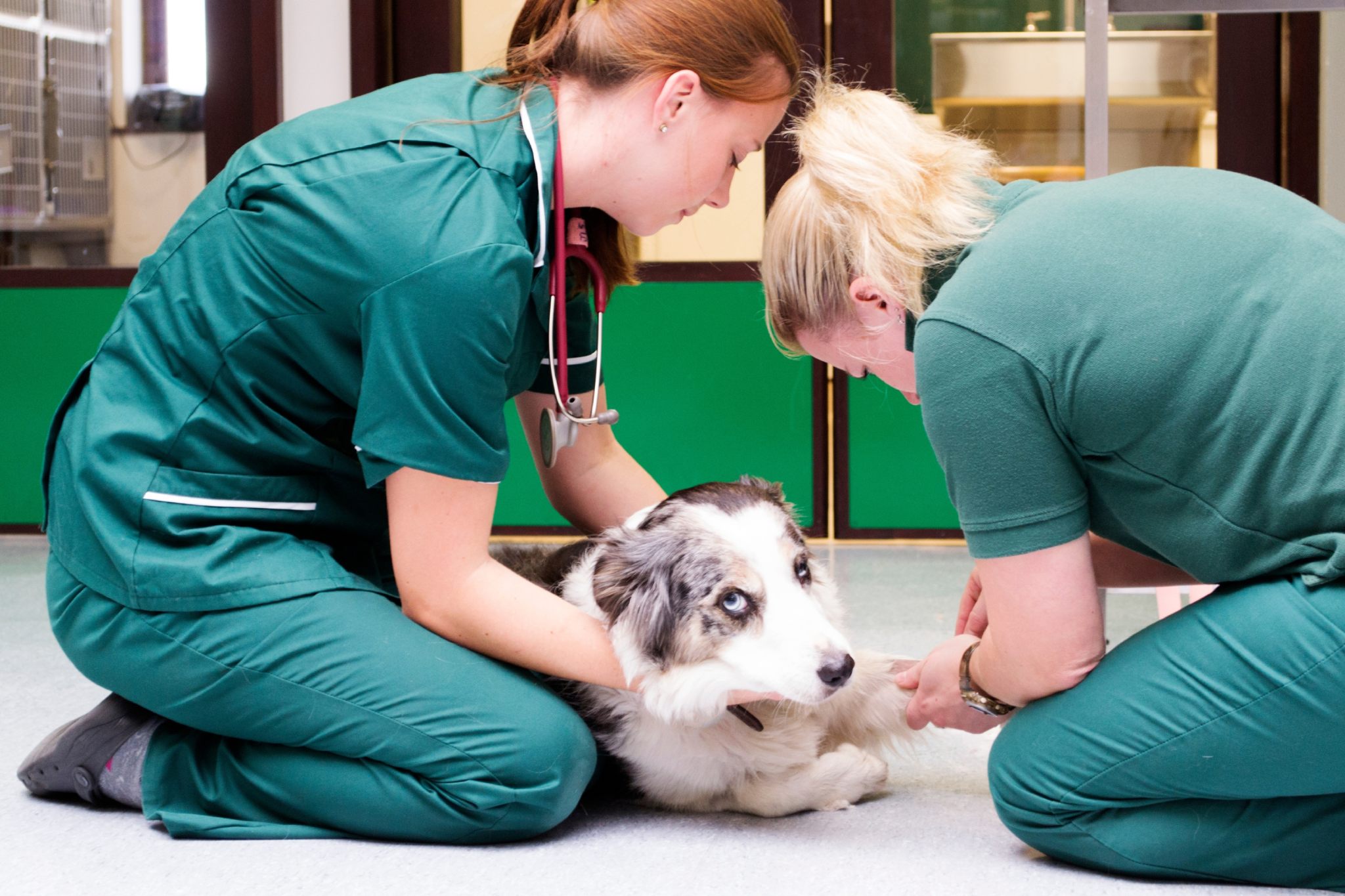 emergency and urgent care (1) (1) Two veterinary nurses are examining a Border Collie lying on the floor in an animal clinic